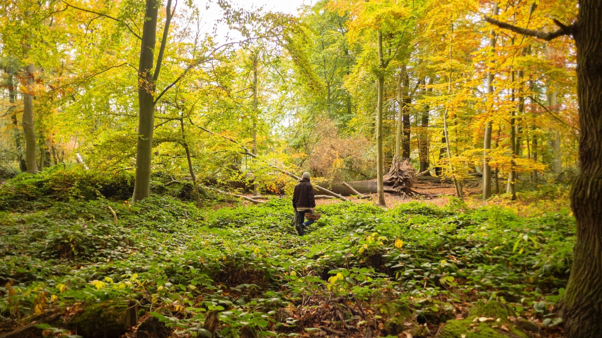 Mann sammelt Pilze im Wald